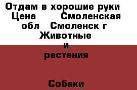 Отдам в хорошие руки › Цена ­ 0 - Смоленская обл., Смоленск г. Животные и растения » Собаки   . Смоленская обл.,Смоленск г.